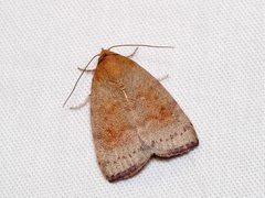 Austrocarea iocephala