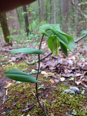 Uvularia perfoliata
