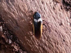 Paranauphoeta indica