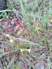 Harveya obtusifolia image