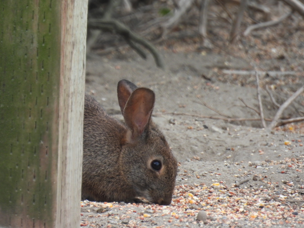 Brush Rabbit from San Mateo County, CA, USA on September 5, 2023 at 09: ...