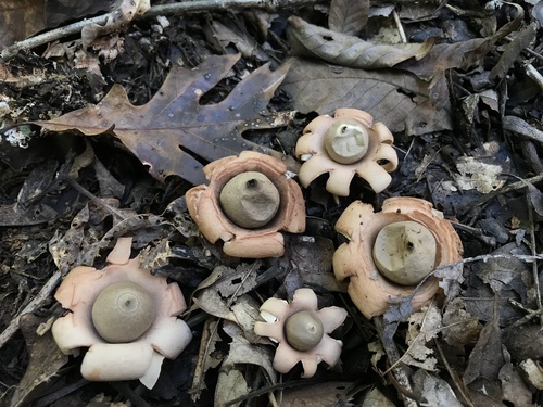 Geastrum