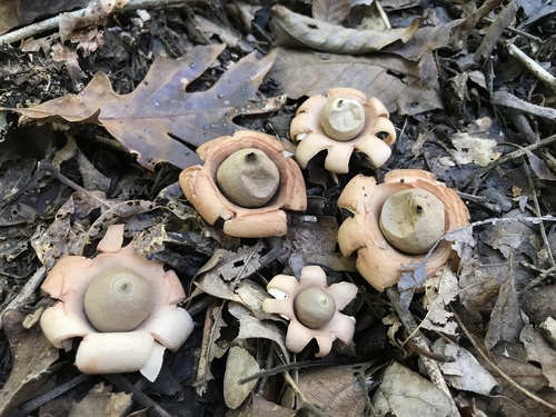 Geastrum (Photo 2 of 3)