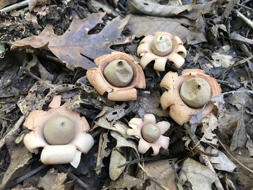 Geastrum (Photo 3 of 3)