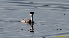 Aechmophorus occidentalis