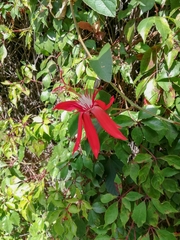 Coccinea