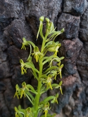 Habenaria truncata