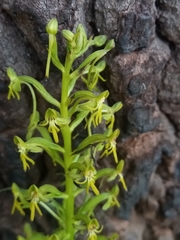 Habenaria truncata