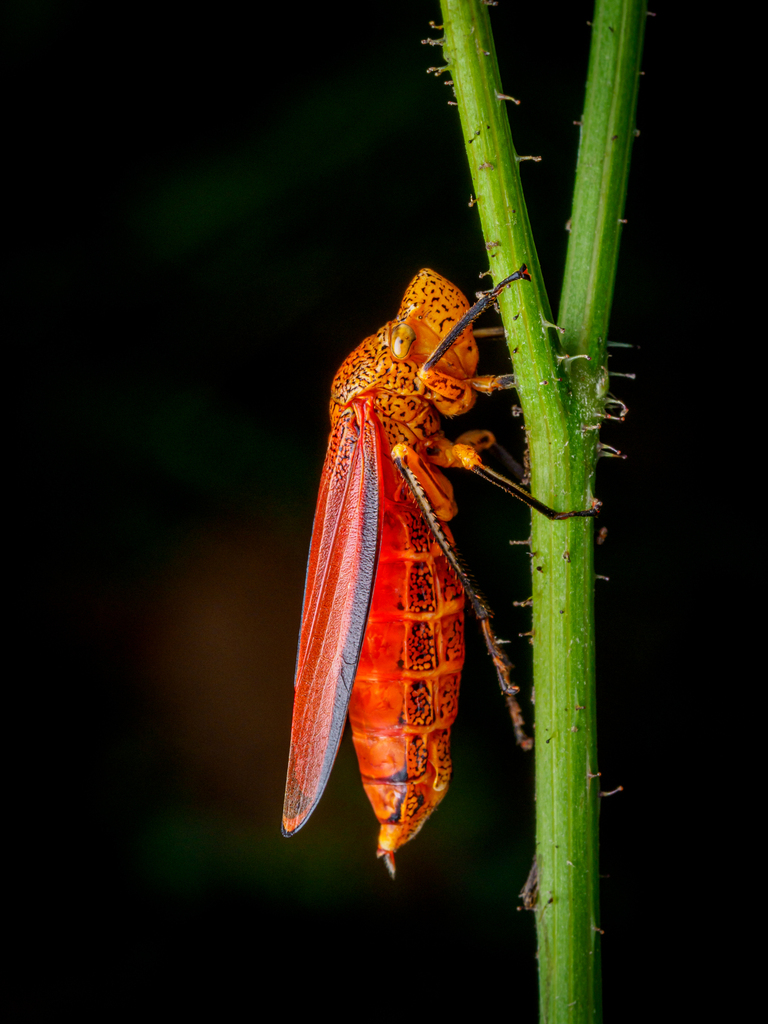 Cyrtodisca