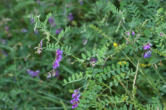 Vicia woroschilovii