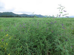 Vicia woroschilovii