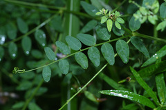 Vicia woroschilovii