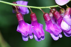 Vicia woroschilovii