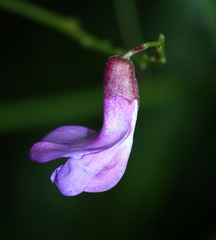 Vicia woroschilovii