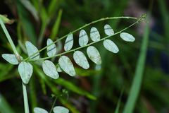 Vicia woroschilovii