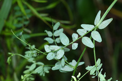 Vicia woroschilovii
