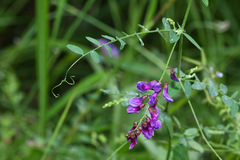 Vicia woroschilovii