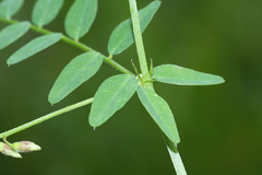 Vicia woroschilovii