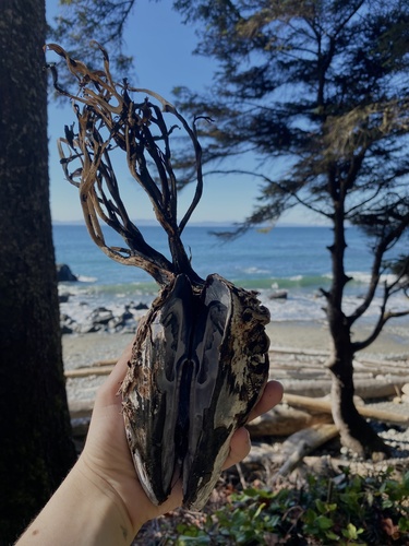 California Mussel, W Coast Rd, Capital, BC, CA, photo 10 of 10