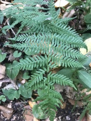 Dryopteris celsa image