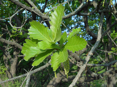 Quercus dentata