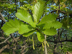 Quercus dentata