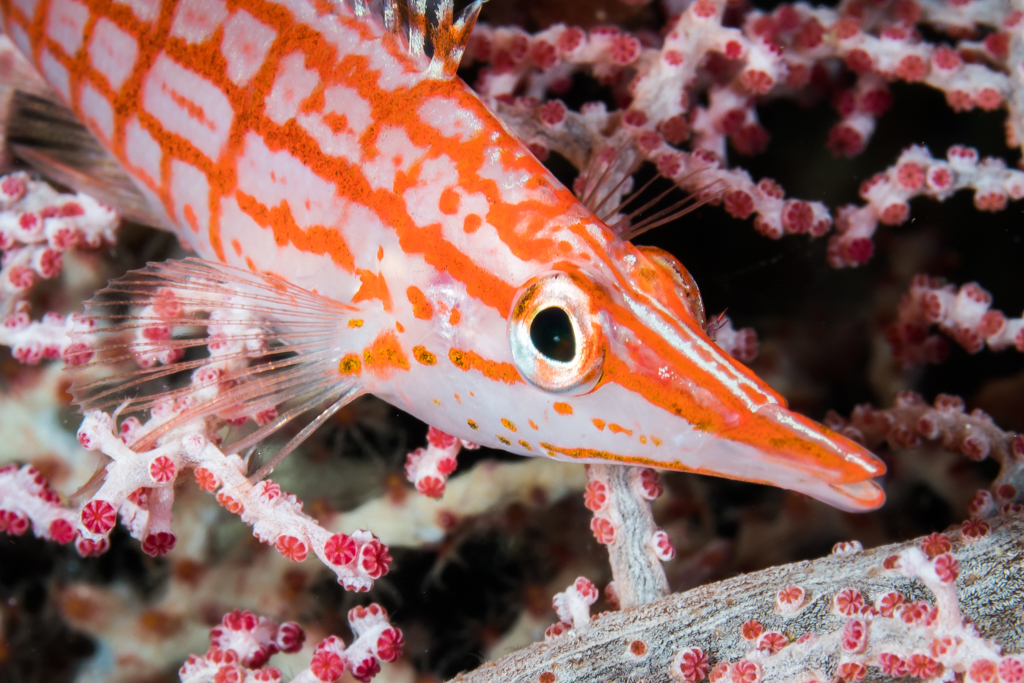 Photo of Longnose hawkfish (Oxycirrhites typus)