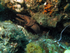 Gymnothorax prionodon