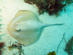 Common Stingaree photo 3