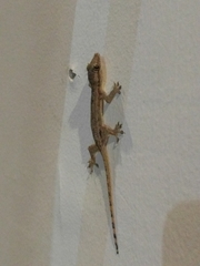 Hemidactylus platyurus