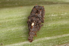 Lophus rudis