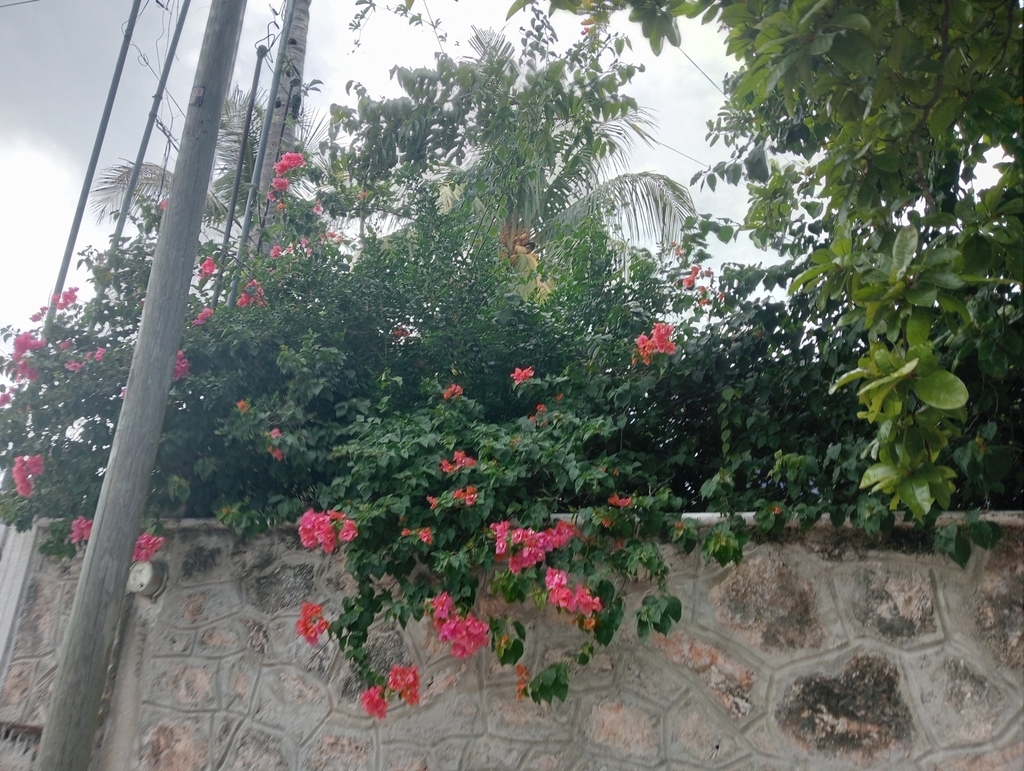 bougainvilleas from Residencial del Parque, 97704 Tizimín, Yuc., México ...