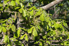 Quercus dentata