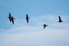 Branta ruficollis