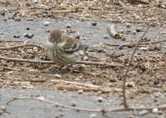 Setophaga coronata coronata