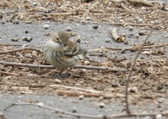 Setophaga coronata coronata