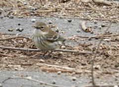 Setophaga coronata coronata