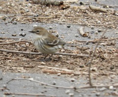 Setophaga coronata coronata