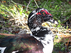 Cairina moschata domestica