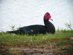 Cairina moschata domestica