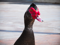 Cairina moschata domestica