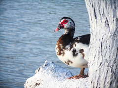 Cairina moschata domestica