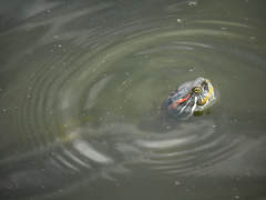 Trachemys scripta elegans