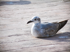 Leucophaeus atricilla