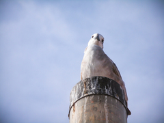 Leucophaeus atricilla