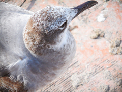 Leucophaeus atricilla