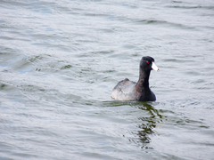 Fulica americana