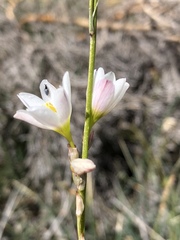 Ixia orientalis