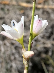 Ixia orientalis