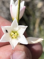 Ixia orientalis